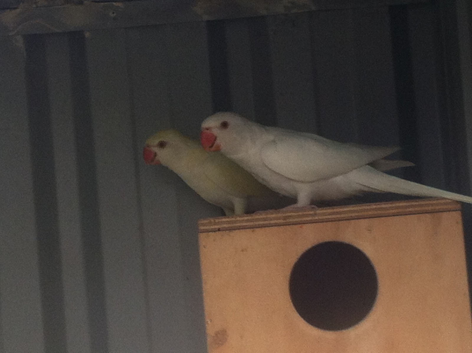 Parrot Breeding: Parrots for Sale